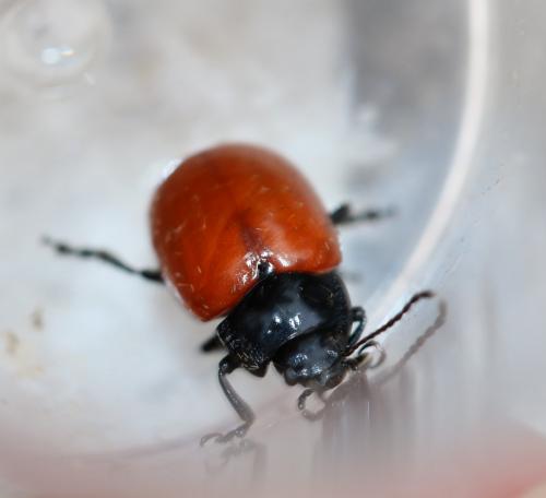 Réf. 229 913 : Chrysolina lucida